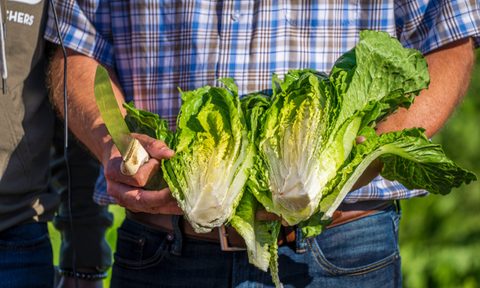 Man outside holding a cut head of lettuce
