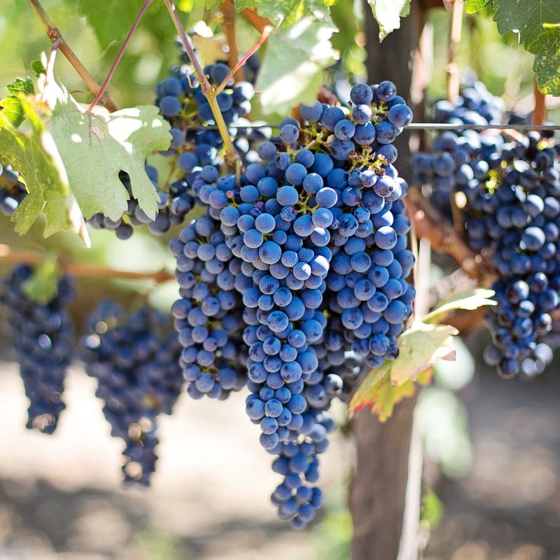 Grapes on vine