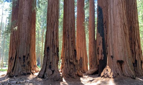 A stand of Giant Sequoia trees in California.