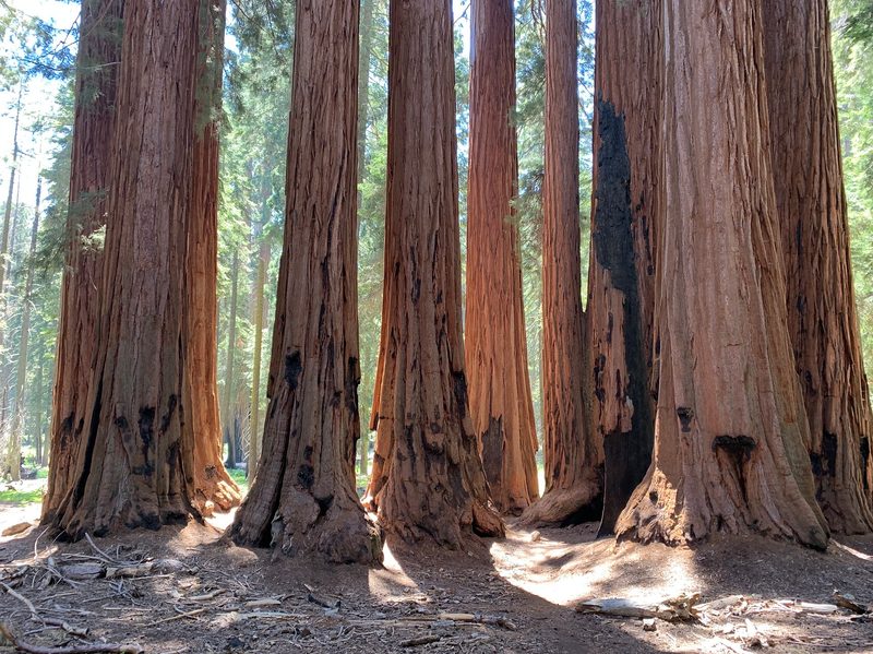 A stand of Giant Sequoia trees in California.