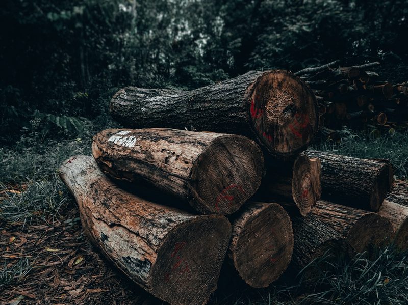 a pile of cut wood in the forest