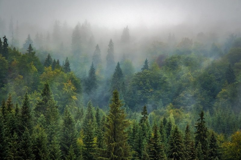 A foggy field full of pine trees
