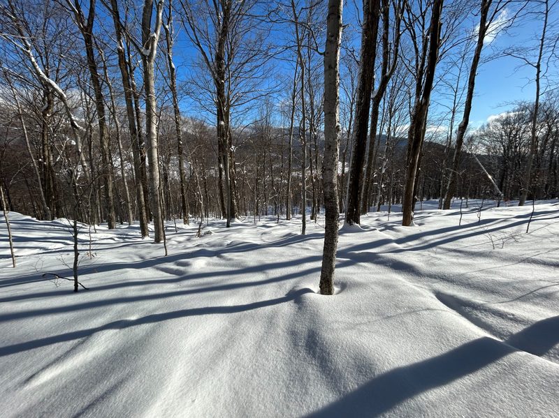 Stowe trees and powder