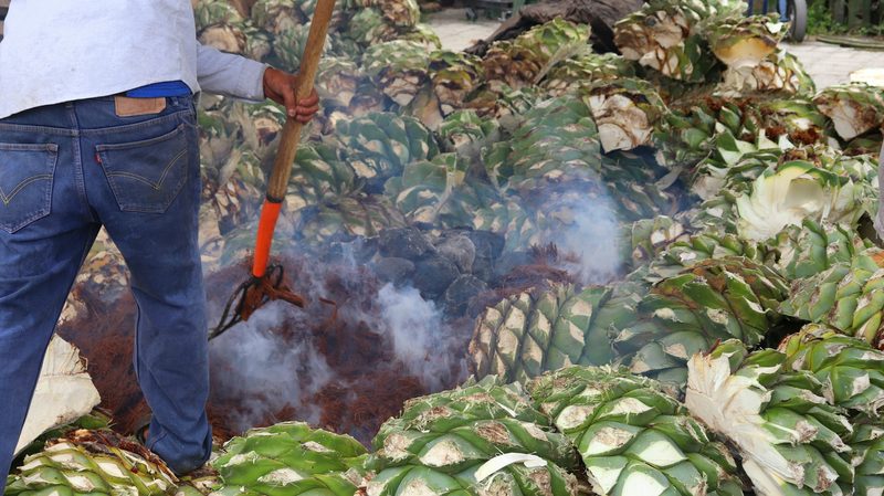 Agave pinas