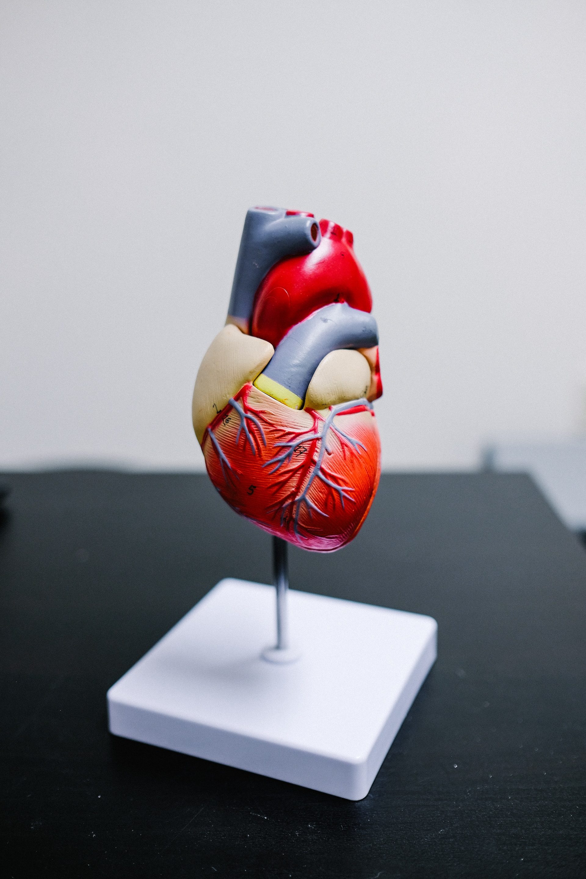 medical heart model on white base on black table model of heart