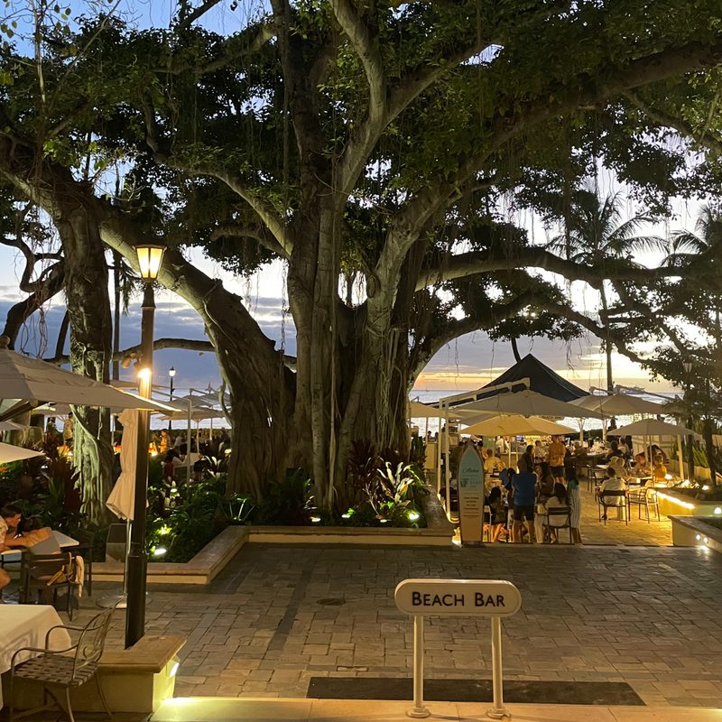 Moana Surfrider Hotel banyan tree