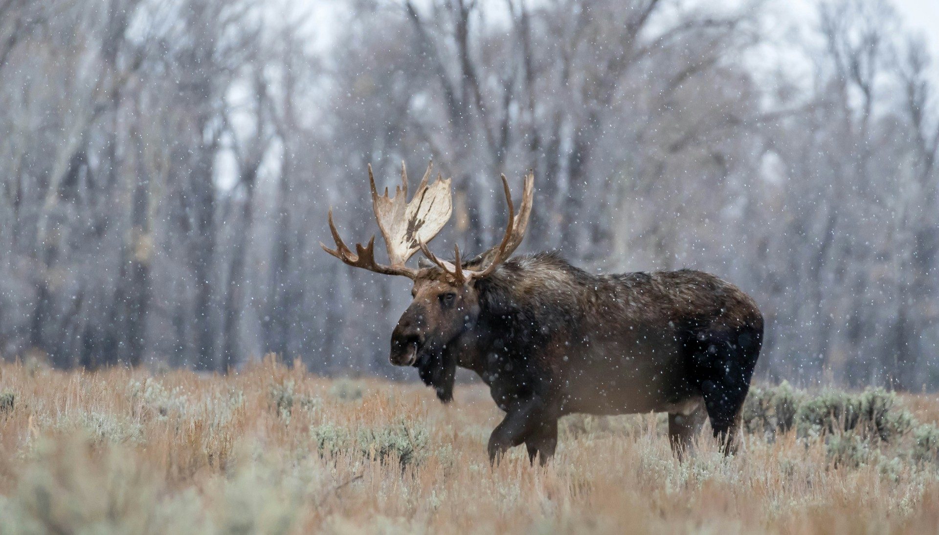 Moose in the Wyoming wilderness