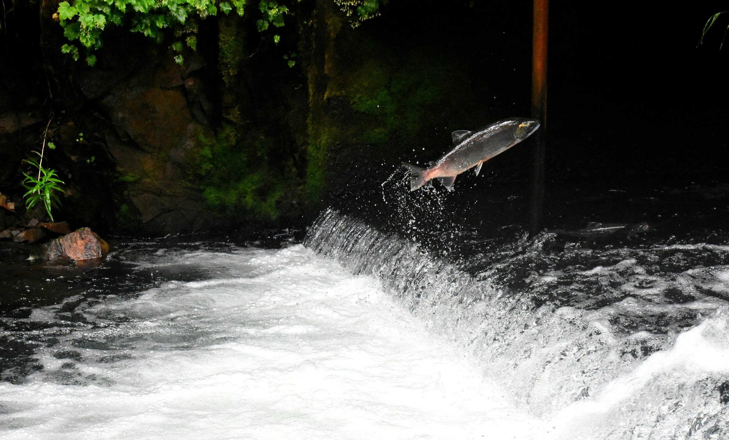 Wild salmon swimming upstream