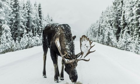 A moose on a snowy road