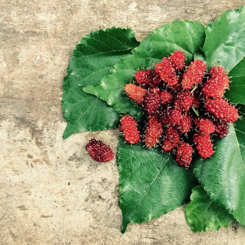 Mulberries.
