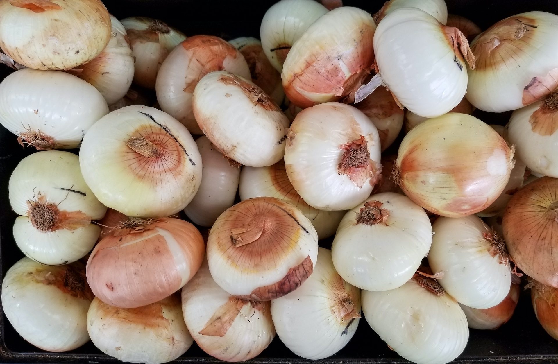 Sweet onions