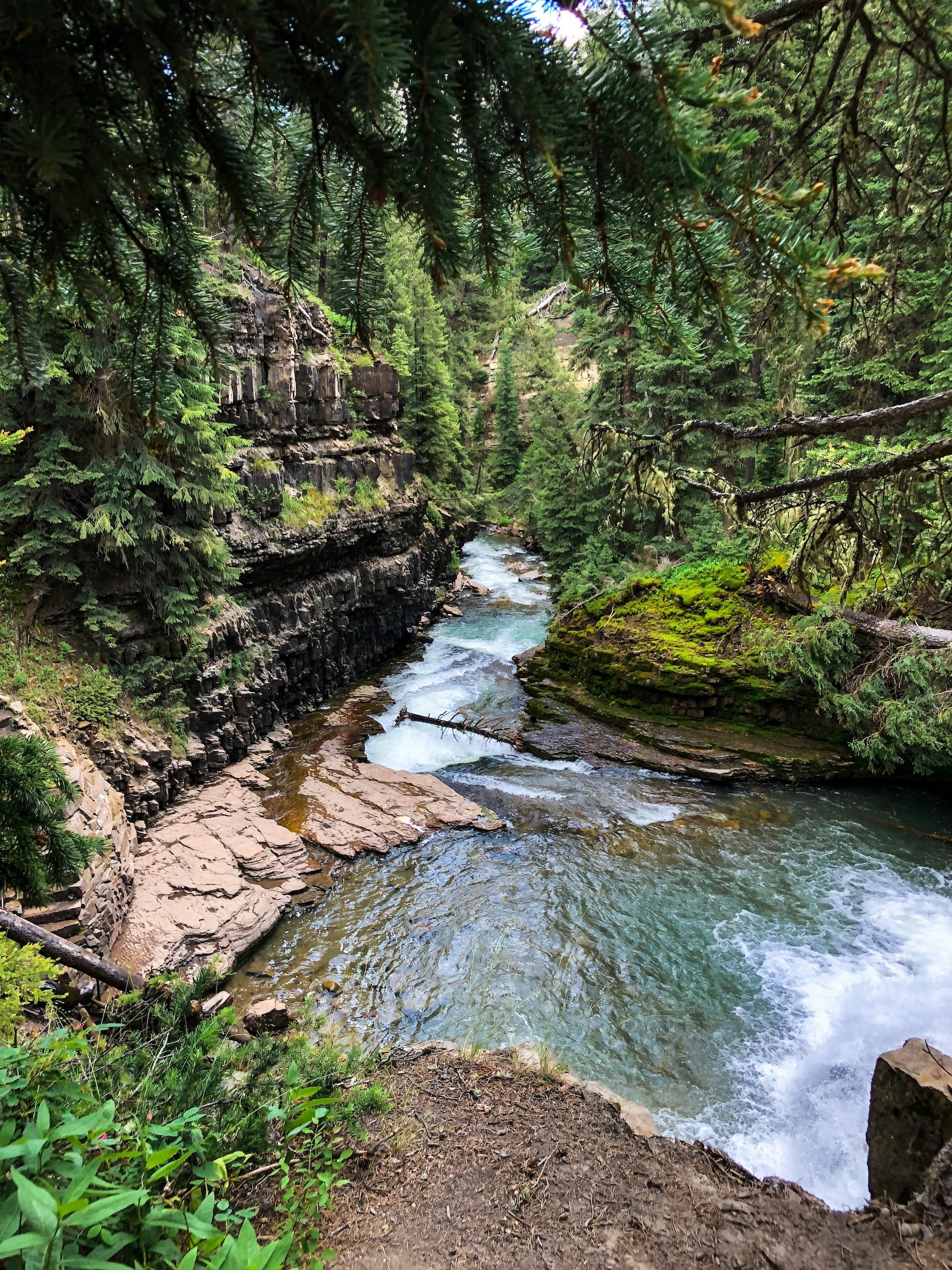 a river running through a green forest