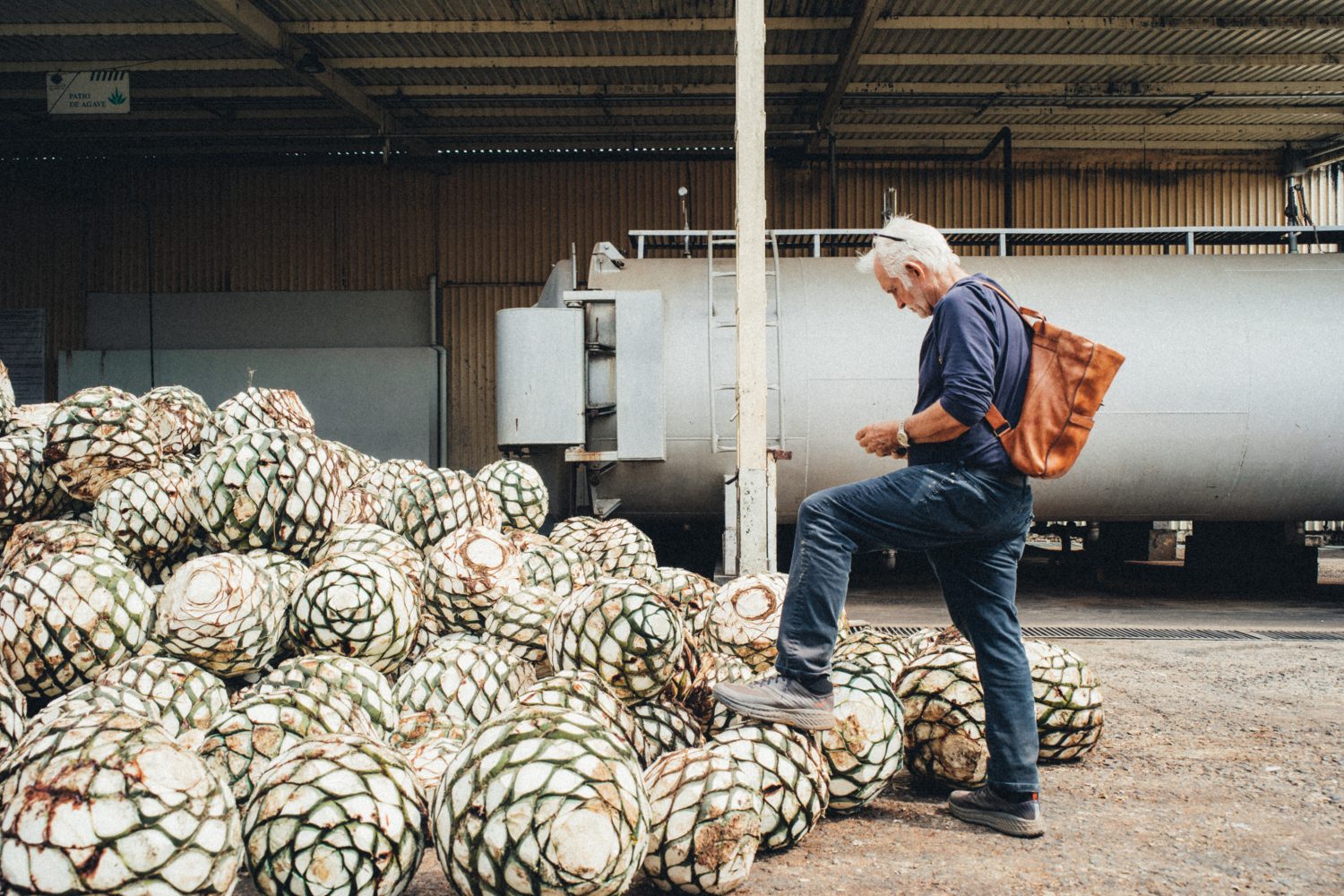 El Cristiano agave.