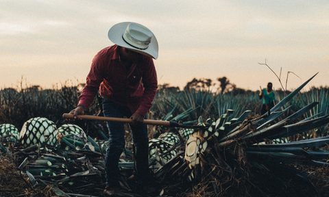 The fields at El Cristiano Tequila.