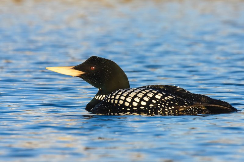 Yellow billed loon
