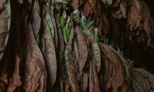 Aging cuban tobacco leaves hanging from rafters.