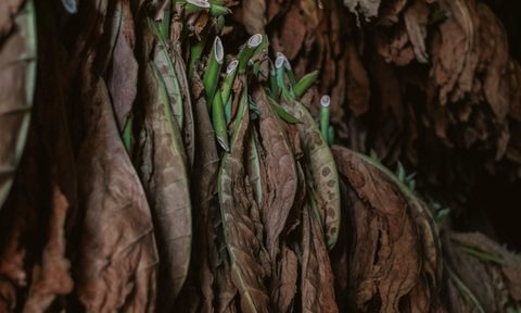 Aging cuban tobacco leaves hanging from rafters.