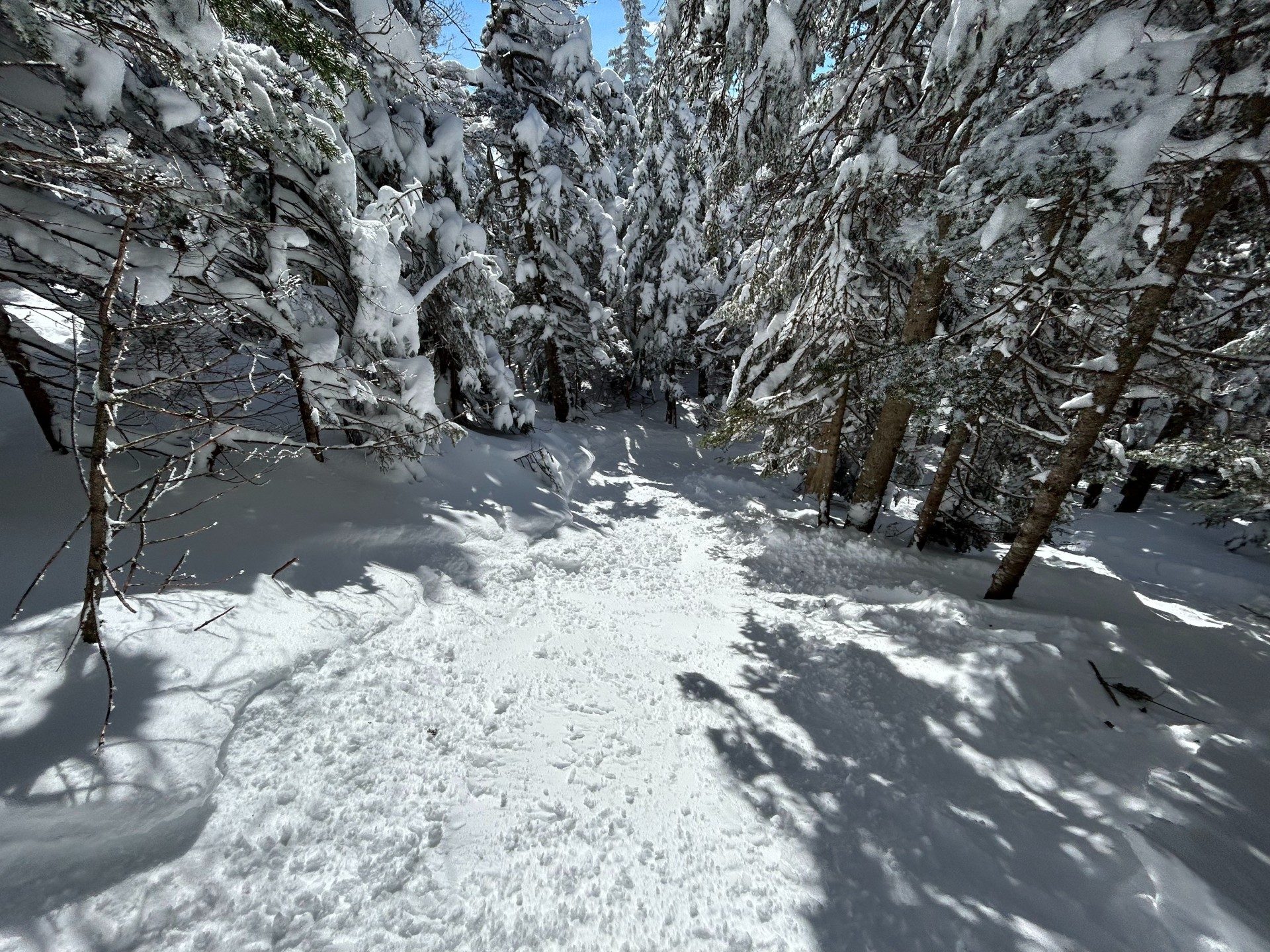 The forest on The Chin