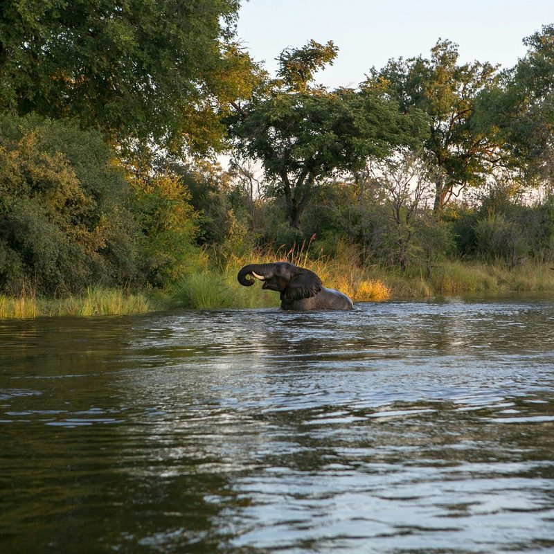 Elephant playing in river, Zambia