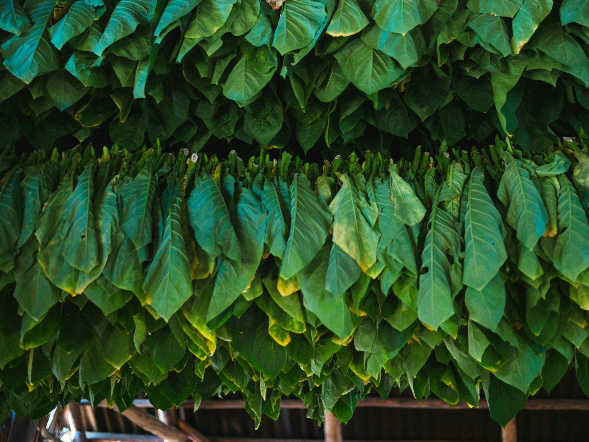 Fresh tobacco leaves hanging to dry, yet still green as ever.