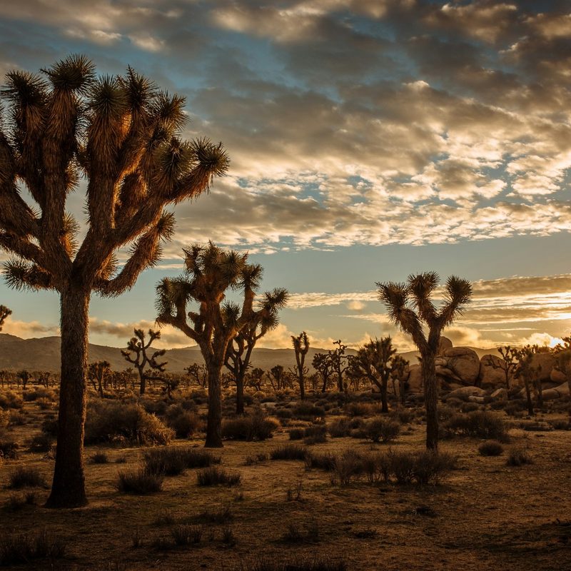 Sunset over Joshua Tree National Park
