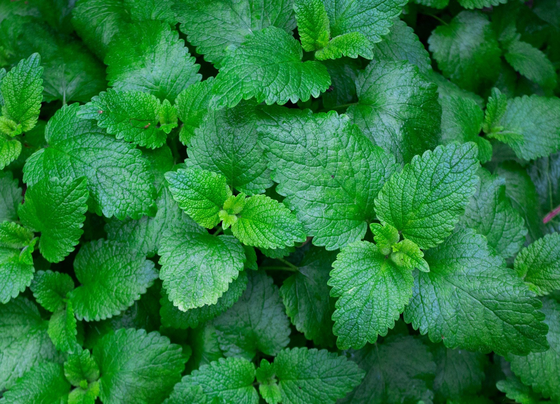 Mint leaves