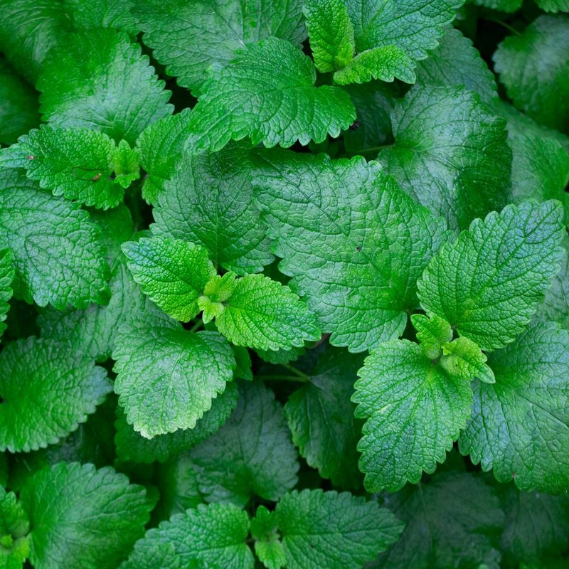Mint leaves