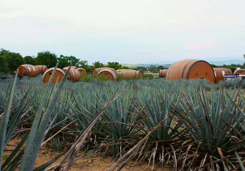 agave