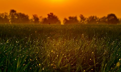 Fireflies at sunset