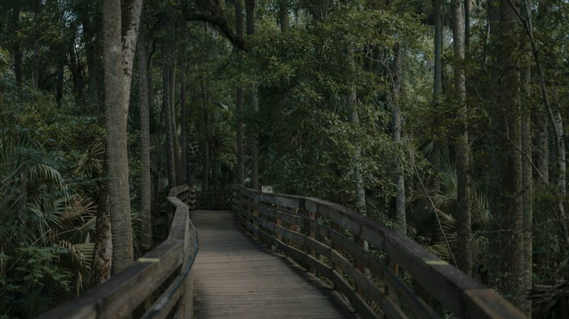 A boardwalk trail through the woods