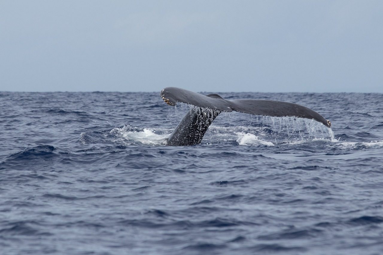 Whale watching
