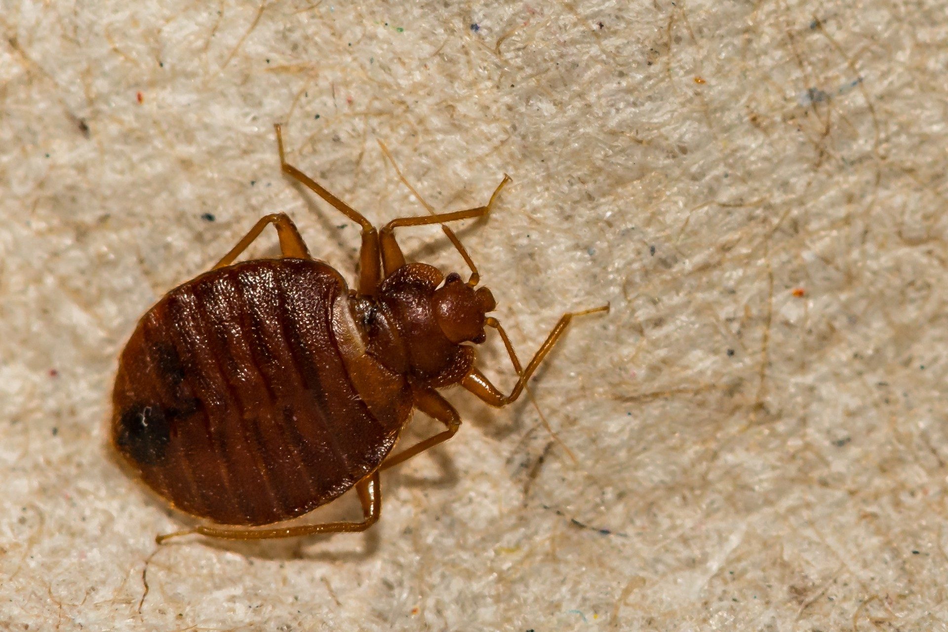 Closeup picture of a bed bug