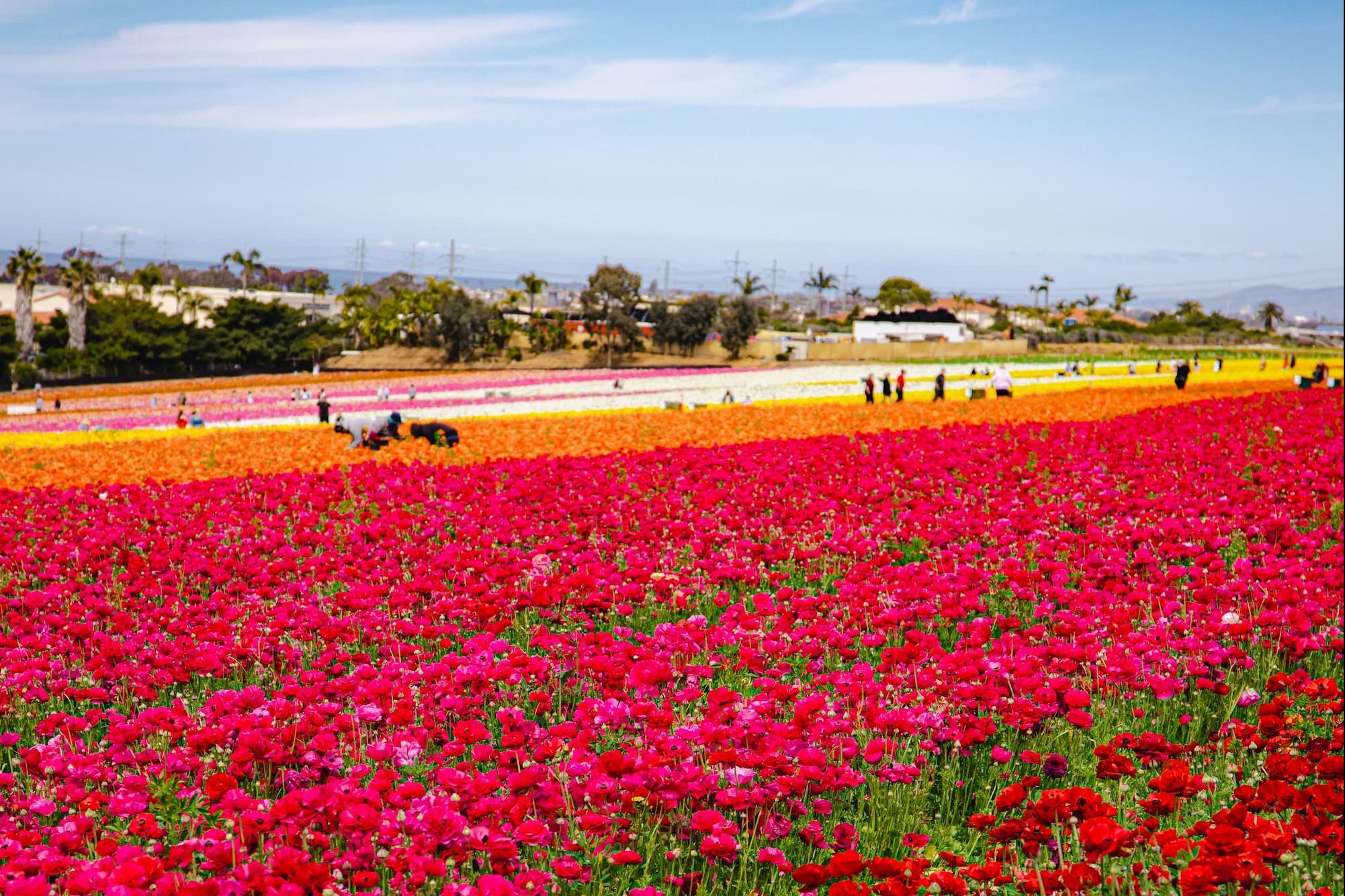 Carlsbad Flower Fields