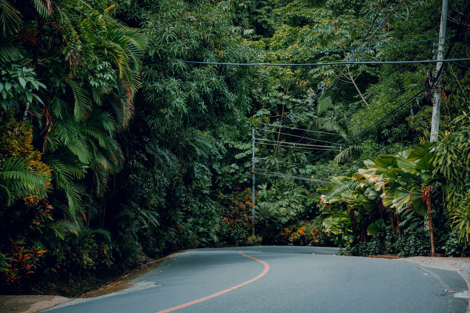 a curved road surrounded by trees