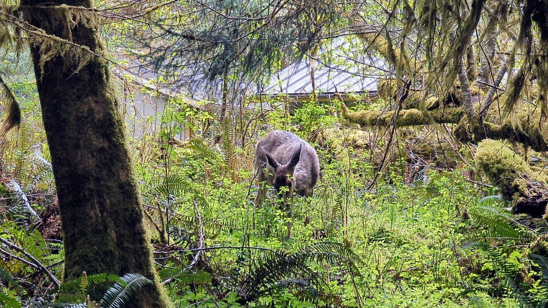 A deer grazing in the Quinault rainforest