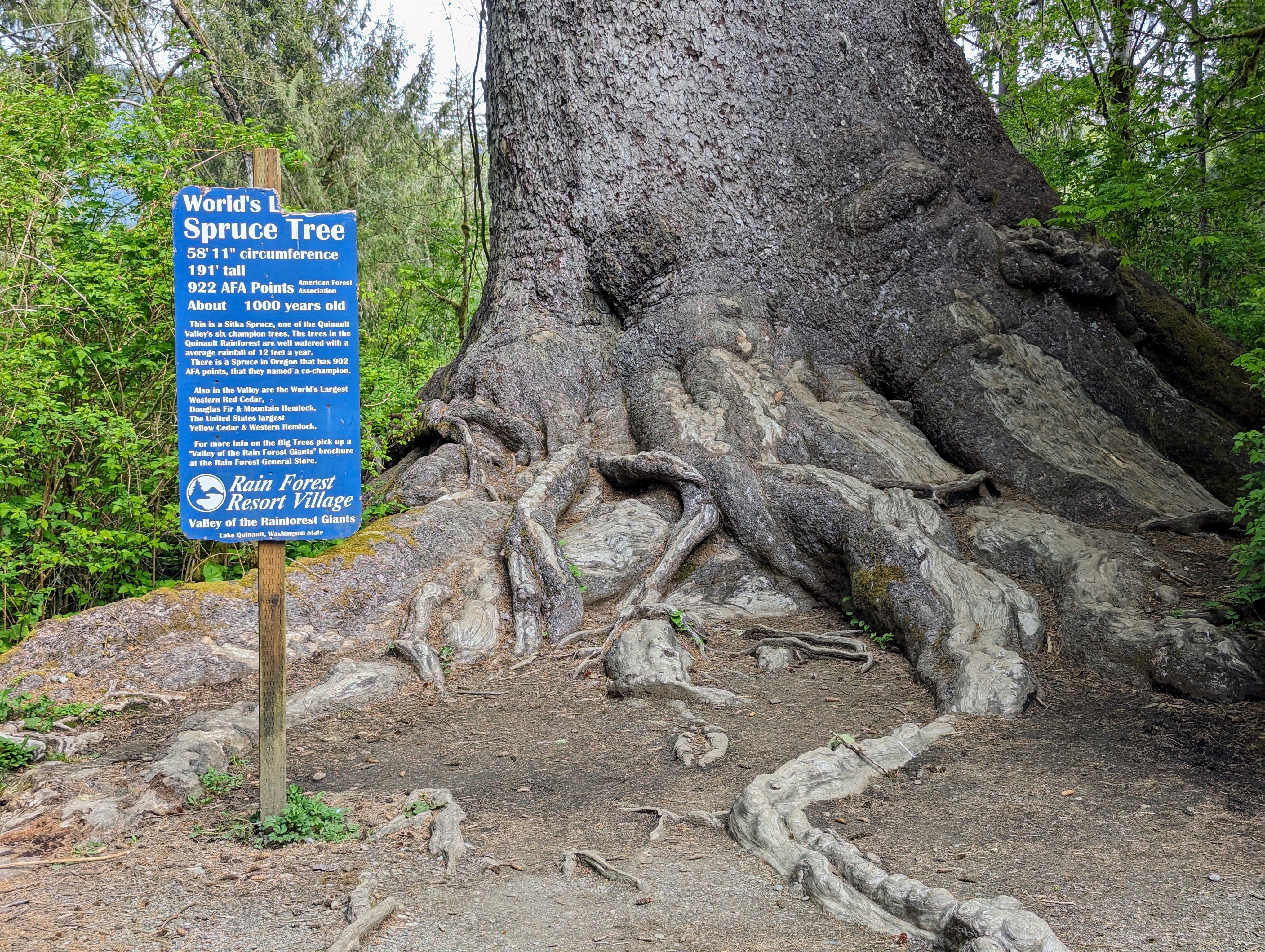 A photo of the base of the world's largest sotka tree in the Quinault Valley