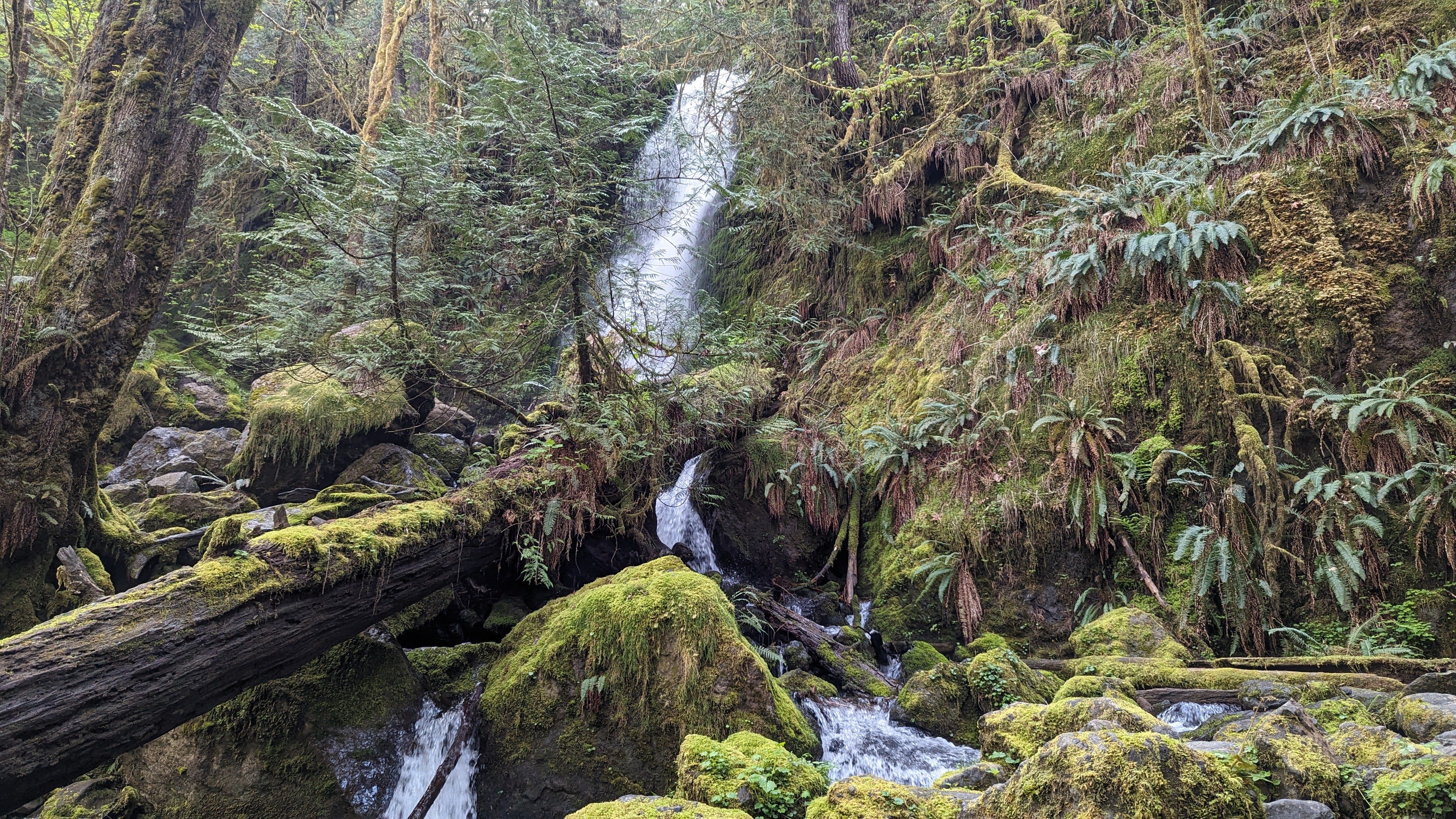 A waterfall in the Quinalt Rainforest
