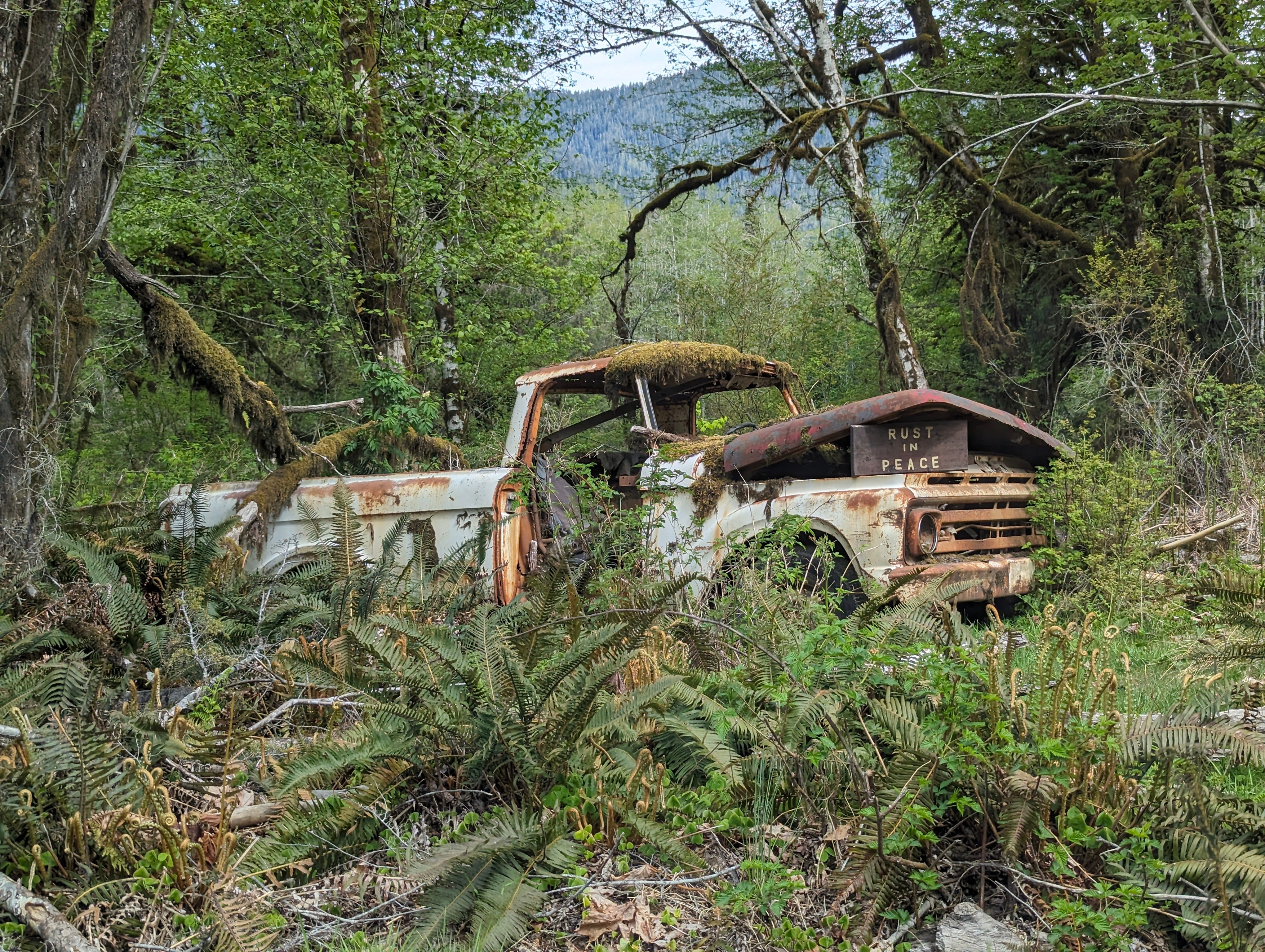 Old rusting truck in the middle of the Washington rainforest