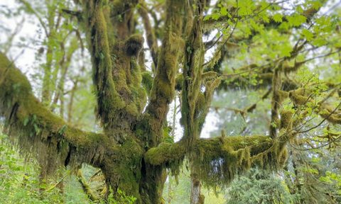 Moss and Lichon covered tree in the Quinault Rainforest