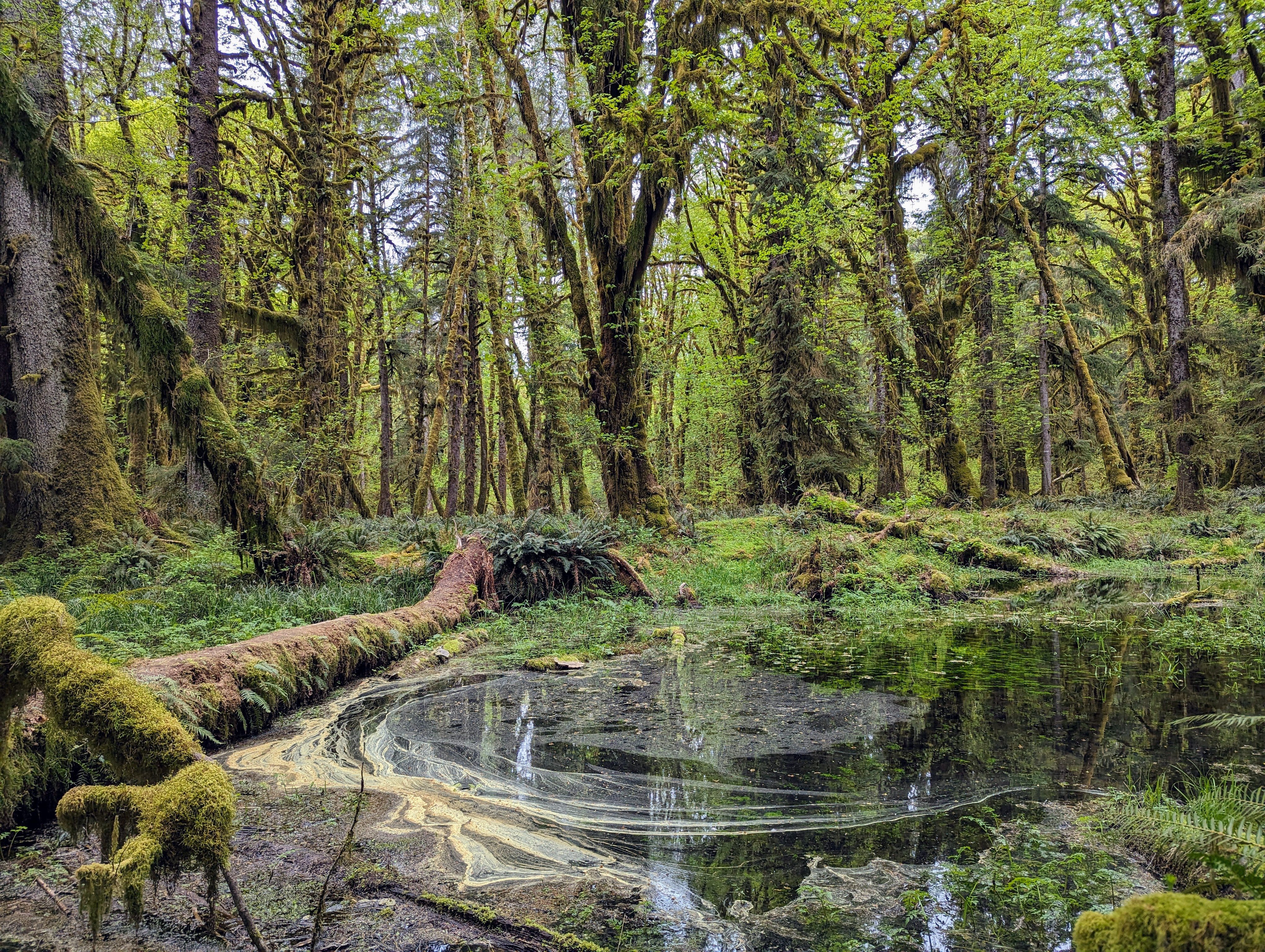 the Maple Leaf Trail in the Quinault Rainforest
