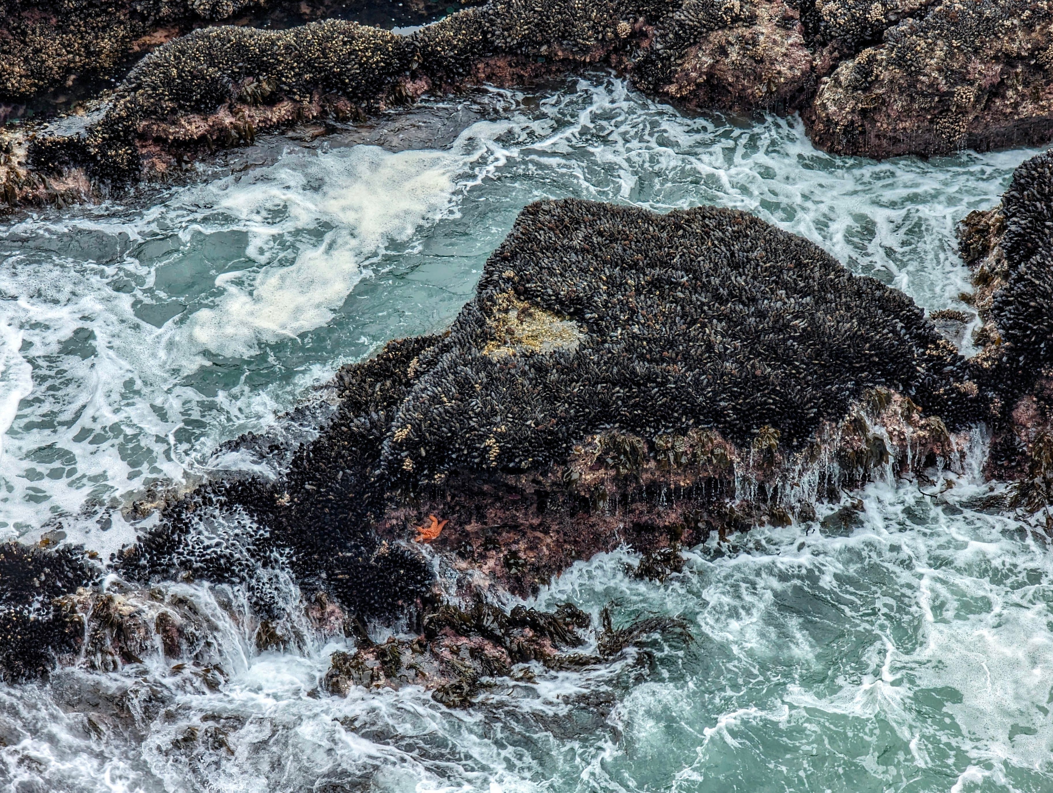 Thousands of mussels and an orange starfish at the edge of the cape flattery cliff
