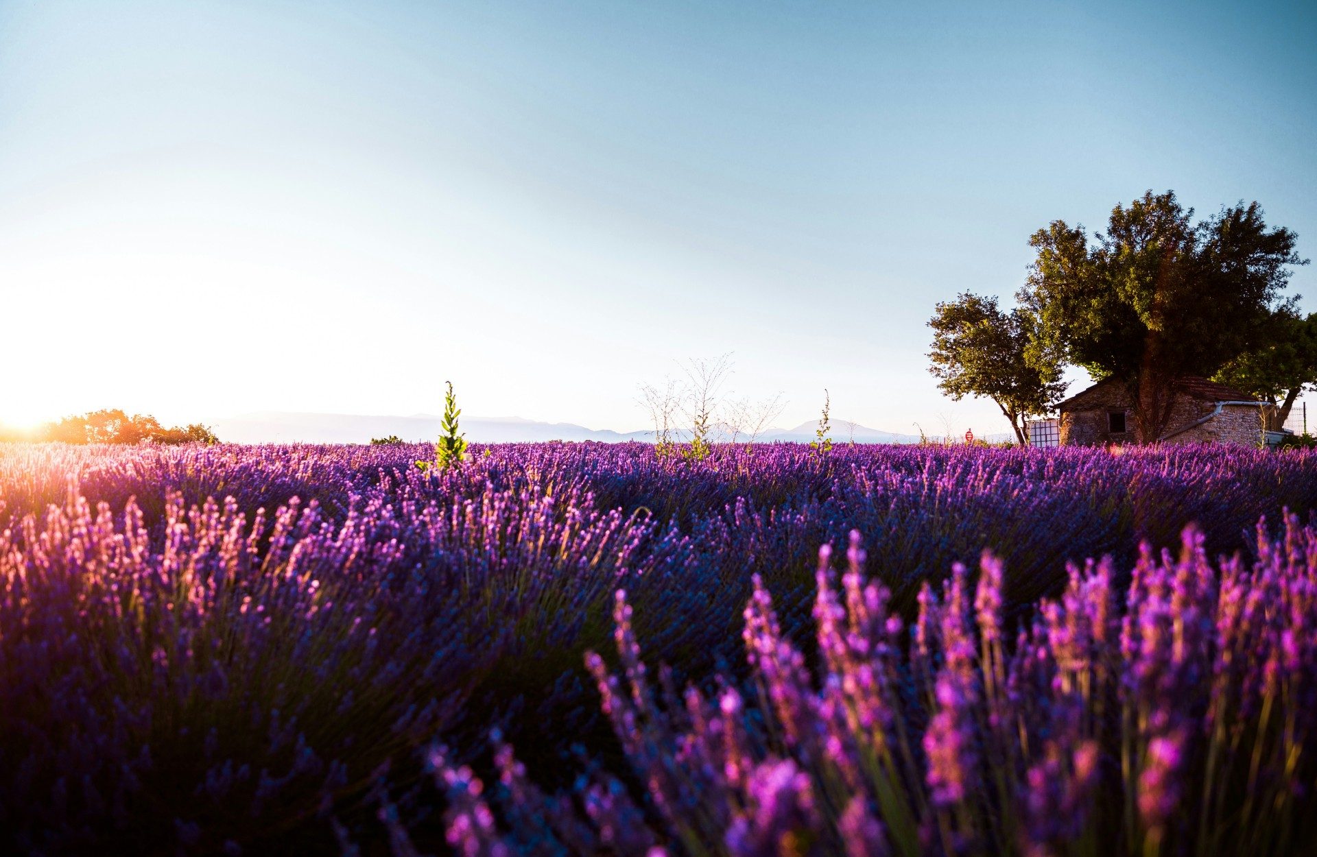 Lavender fields in Provence, France