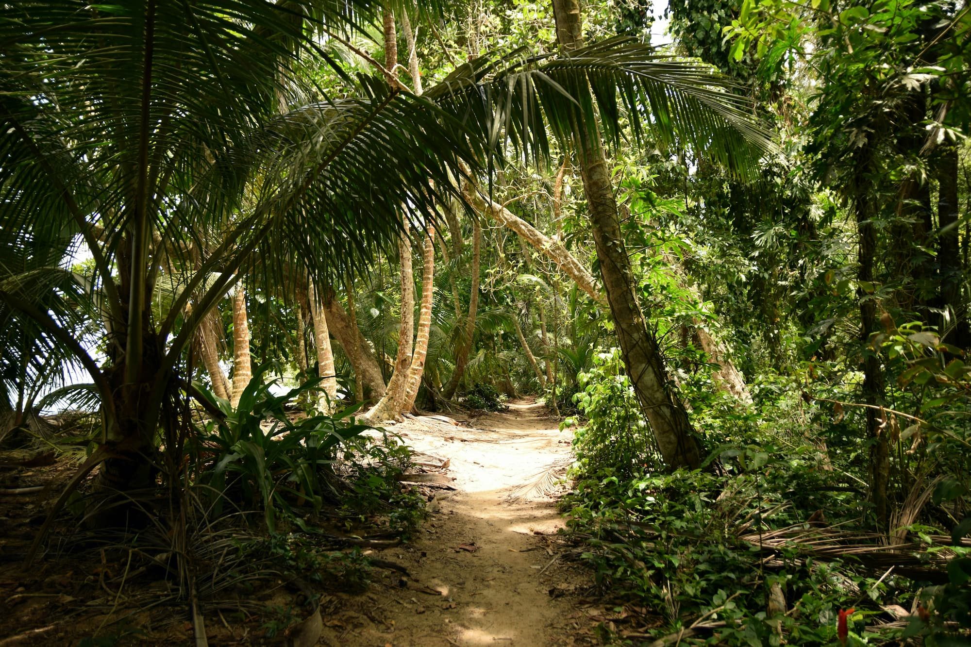 a pathway between trees