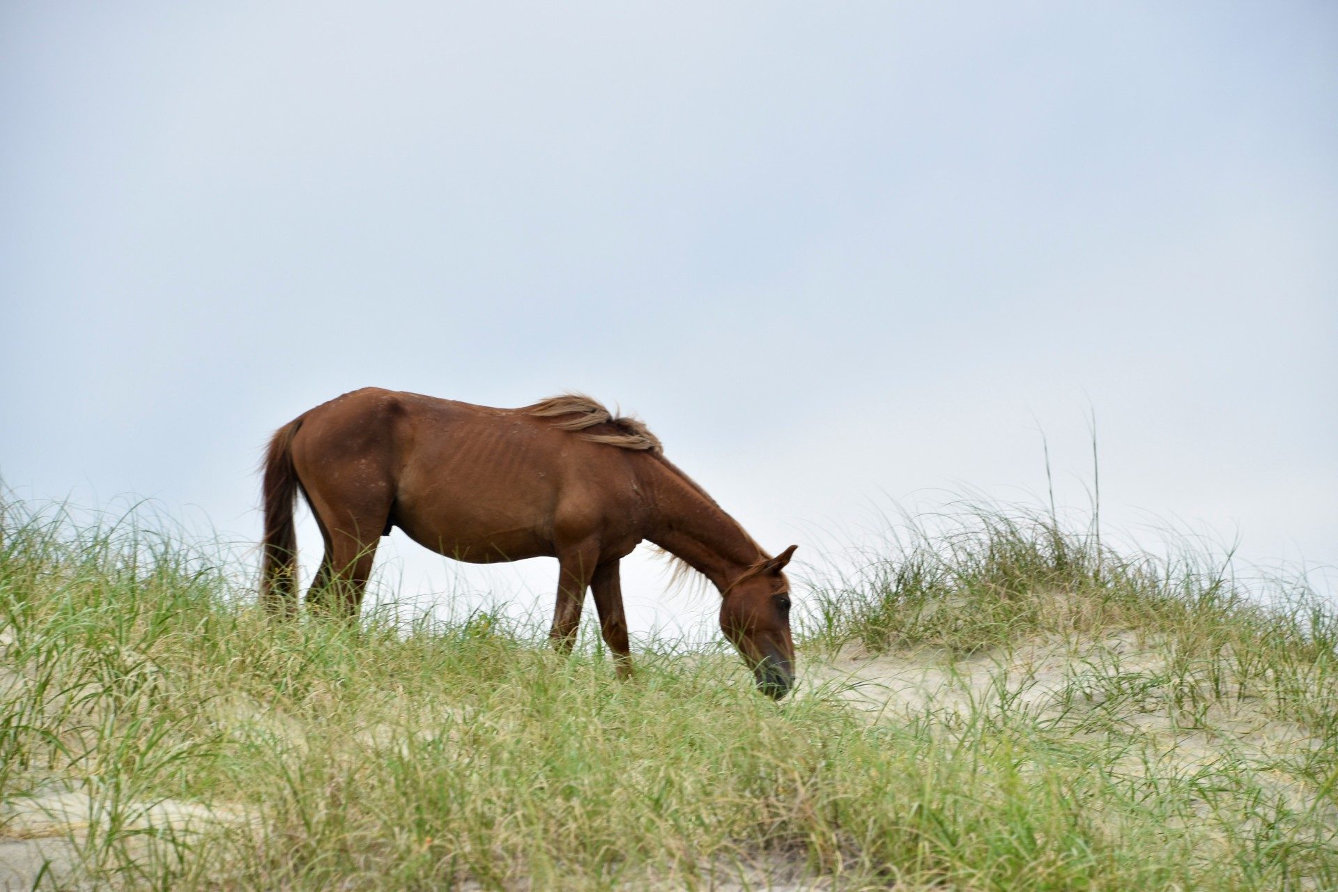 Horse among sand dunes Corolla