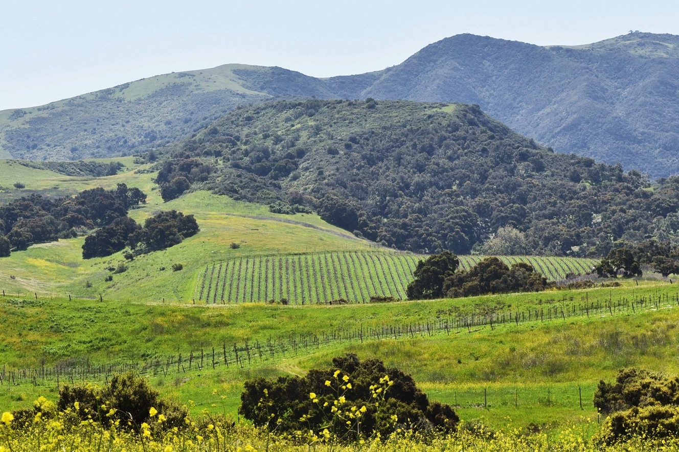 Alma Rosa vineyard.