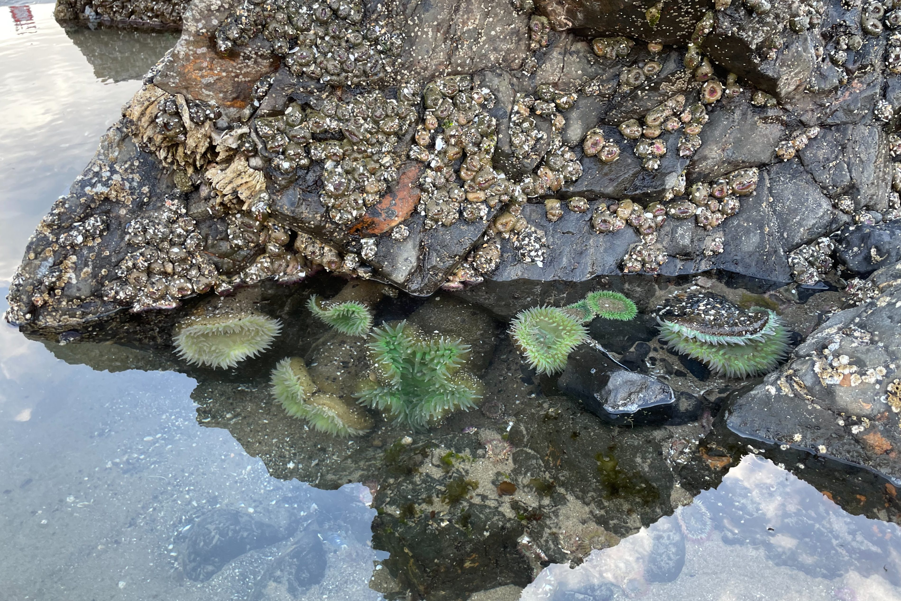 Haystack Rock tidepool.