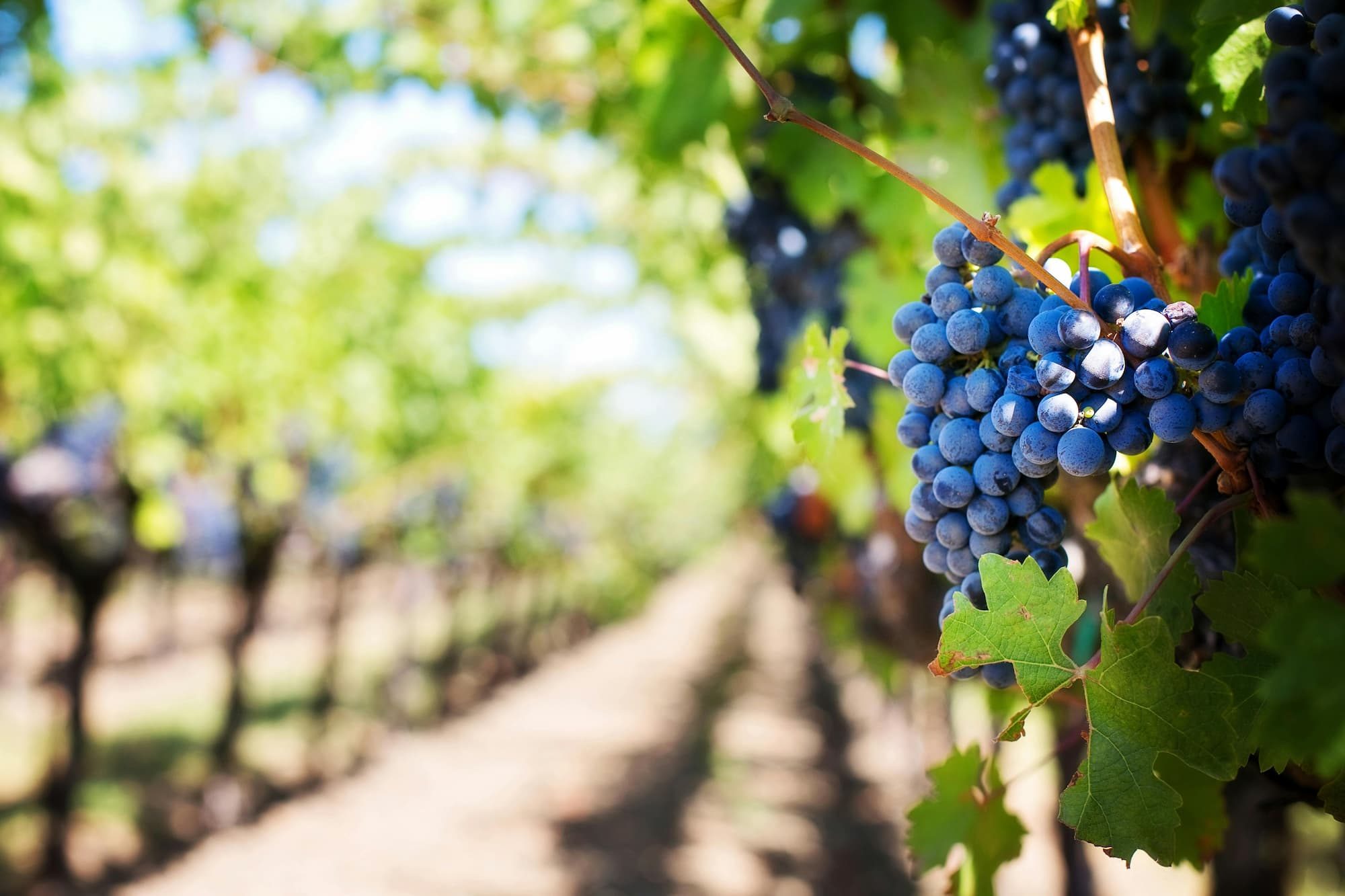 grapes on vineyard