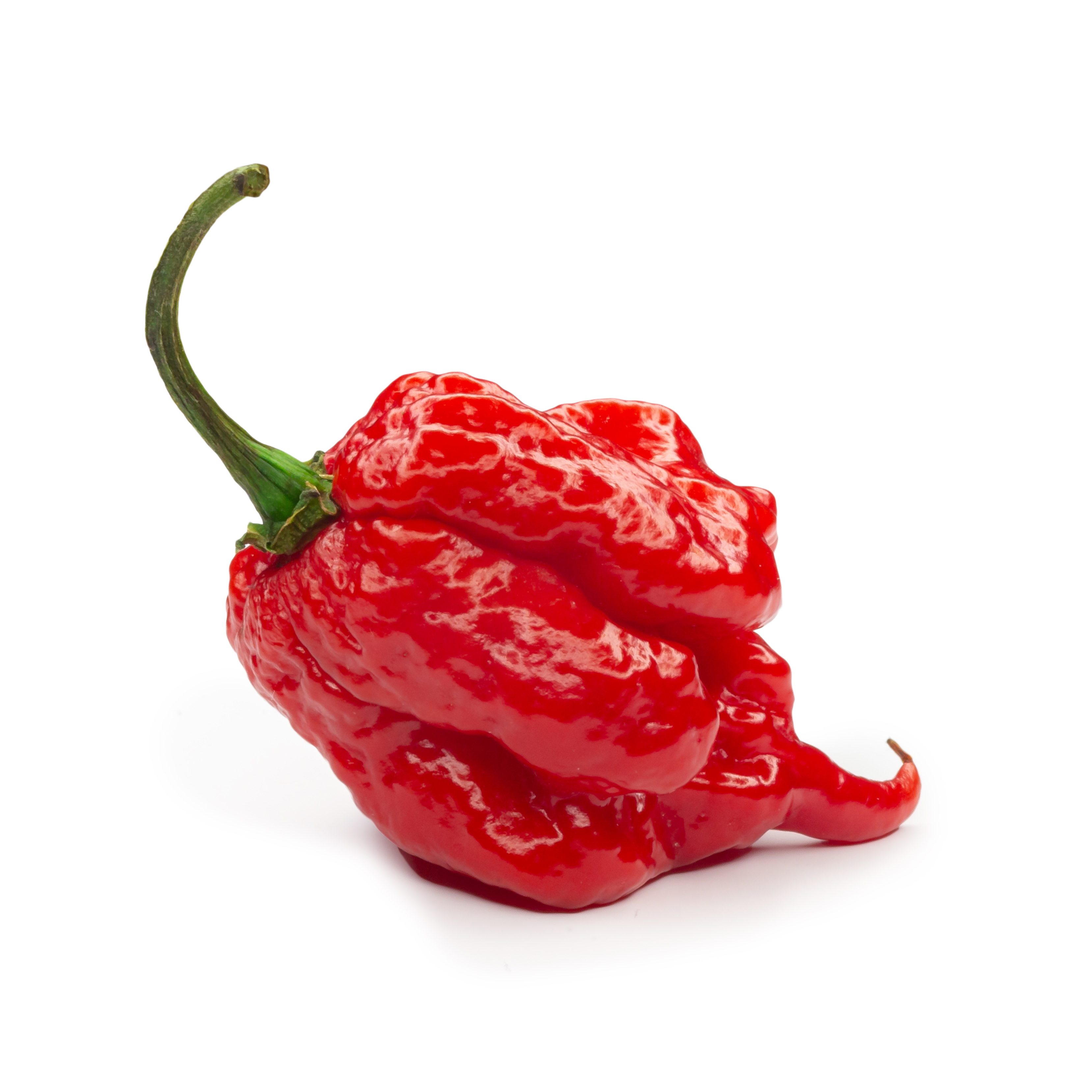 7 Pot Primo pepper