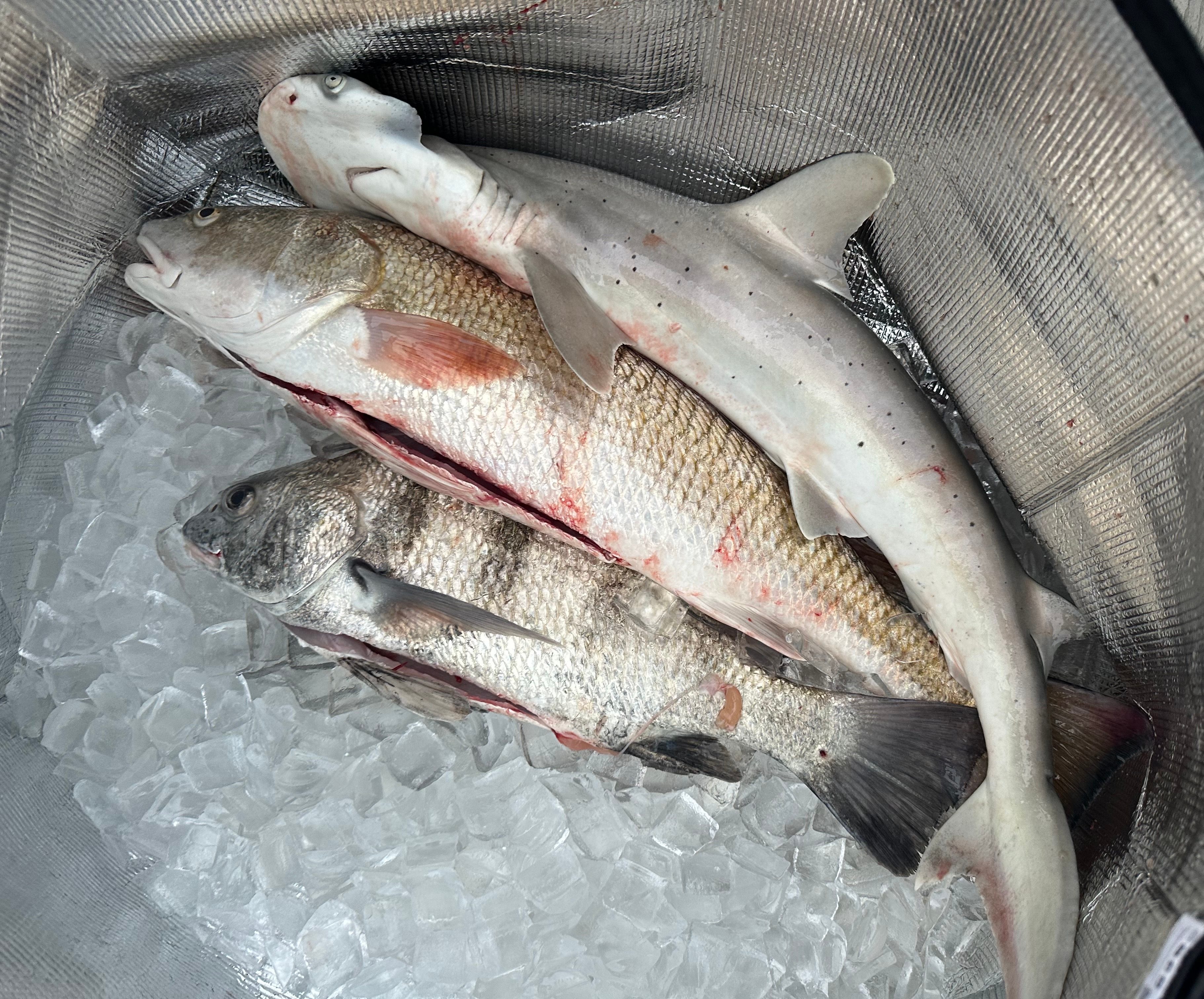 Fish to Fork caught fish
