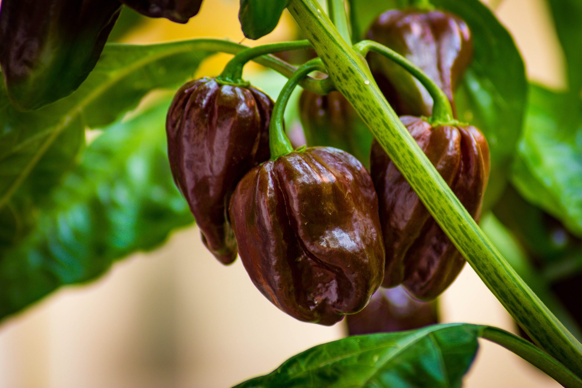 7 Pot Douglah pepper